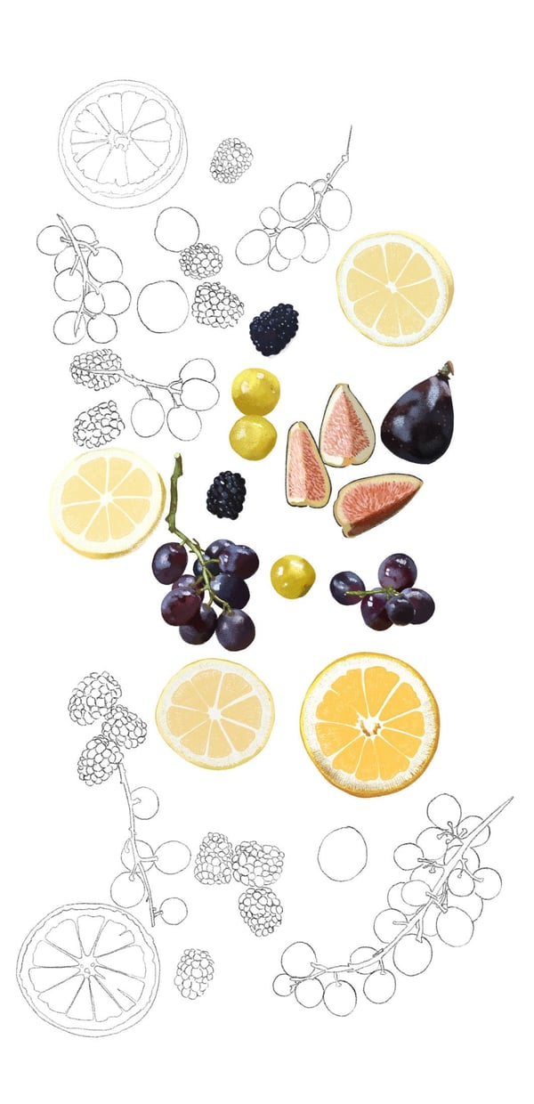 Dessin en frise avec des fruits d'automne : raisin, agrumes, mirabelles, figues, mûres